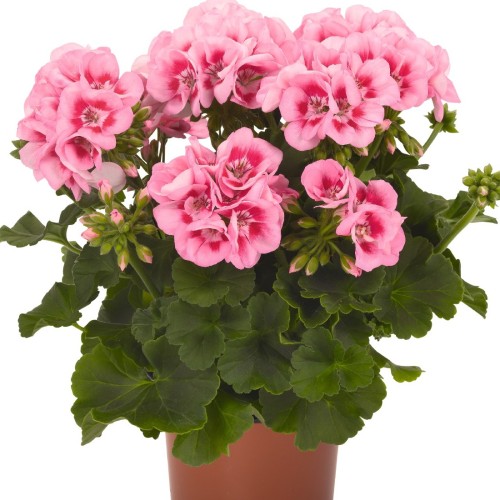 Pelargonium 'Survivor Idols® Pink Mega Splash' - Pelargoon 'Survivor Idols® Pink Mega Splash' P9/0,55L